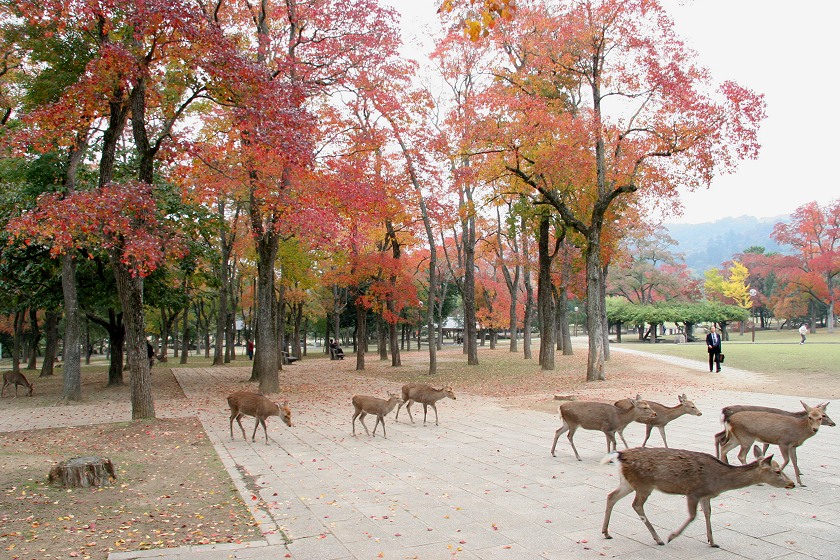 奈良公园轻旅行体验